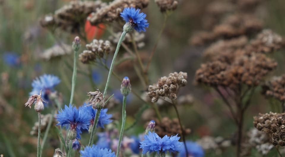 Vilde blomster binder CO2 i kirkens have Blå kornblomster